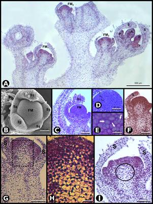 SCI1 Is a Direct Target of AGAMOUS and WUSCHEL and Is Specifically Expressed in the Floral Meristematic Cells